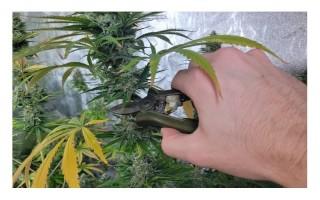 Quand récolter les plants de cannabis ?