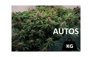 Semillas de marihuana Autoflorecientes más productivas 2021/2022