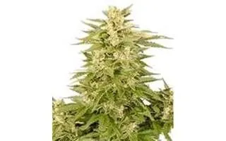 variedades-de-marihuana-autoflorecientes