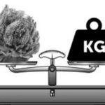 Las variedades de marihuana más productivas 2022 | Blog Themariashop