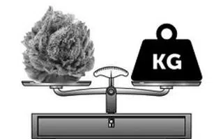 Las variedades de marihuana más productivas 2022 | Blog Themariashop