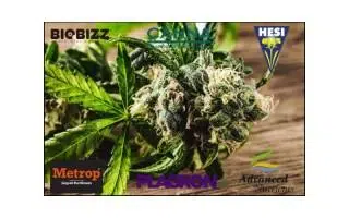Abonos para el cultivo de marihuana | Blog Themariashop