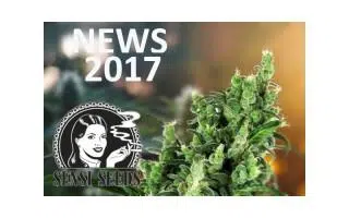 Nuevas variedades de semillas Sensi Seeds 2017