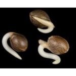 ¿Cómo germinar las semillas de marihuana? La Germinación paso a paso