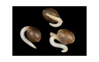 ¿Cómo germinar las semillas de marihuana? La Germinación paso a paso