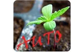 COMO CULTIVAR MARIHUANA AUTOFLORECIENTE EN INTERIOR