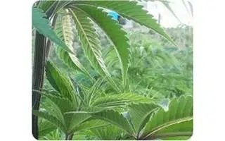 Culture cannabis extérieur
