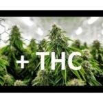Las variedades de marihuana feminizadas más potentes en THC