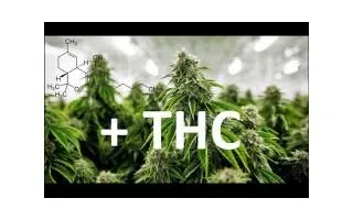 Las variedades de marihuana feminizadas más potentes en THC