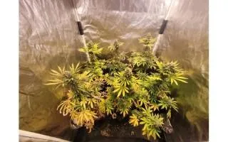 Rinçage plantes cannabis