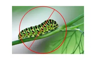 Cómo combatir las orugas en plantas de marihuana | Themariashop