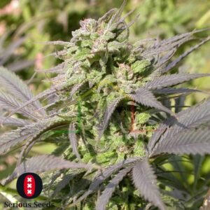 Biddy Early regular - Serious Seeds