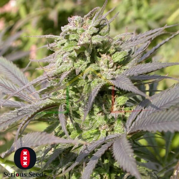 Biddy Early regular - Serious Seeds