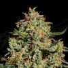 Big Bang - Green House Seeds