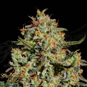 Big Bang - Green House Seeds