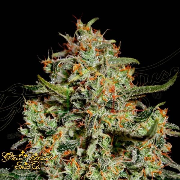 Big Bang - Green House Seeds