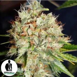 BIG BUD XXL DE MINISTRY OF CANNABIS