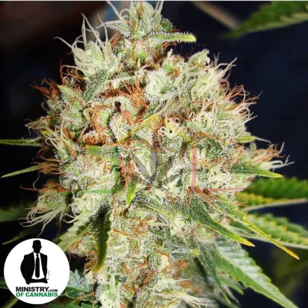 BIG BUD XXL DE MINISTRY OF CANNABIS