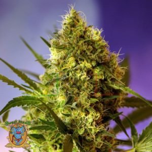 Big Devil #2 Auto - Sweet Seeds