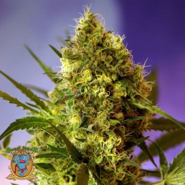 Big Devil #2 Auto - Sweet Seeds
