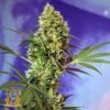Big Devil Auto - Sweet Seeds