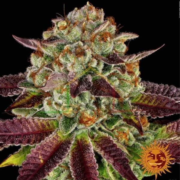 Biscotti Mintz - Barney's Farm