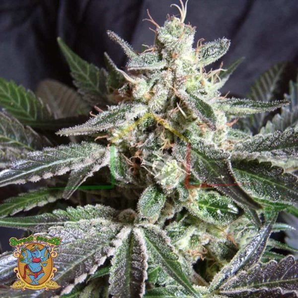 Black Jack Fast Version - Sweet Seeds
