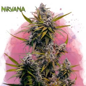 Black Jack - Nirvana Seeds