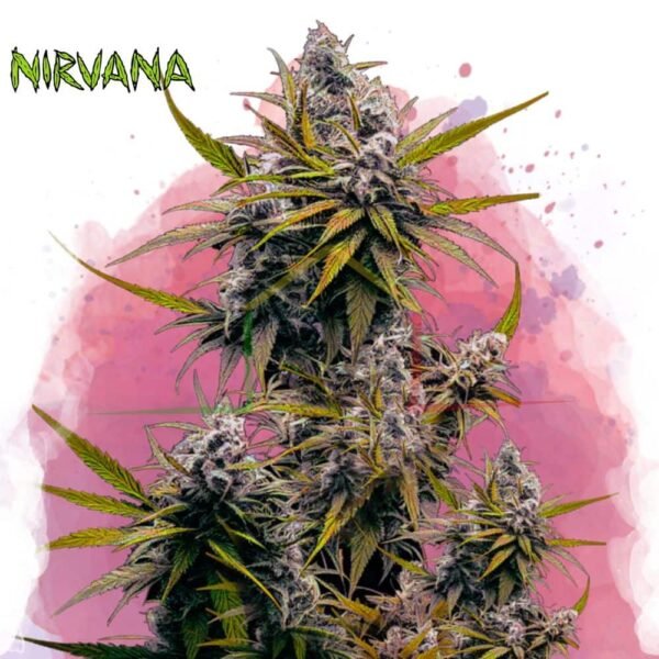 Black Jack - Nirvana Seeds
