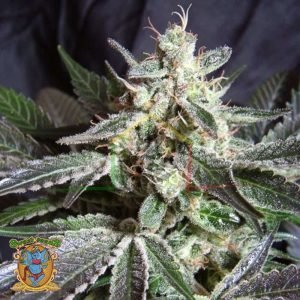 Black Jack - Sweet Seeds