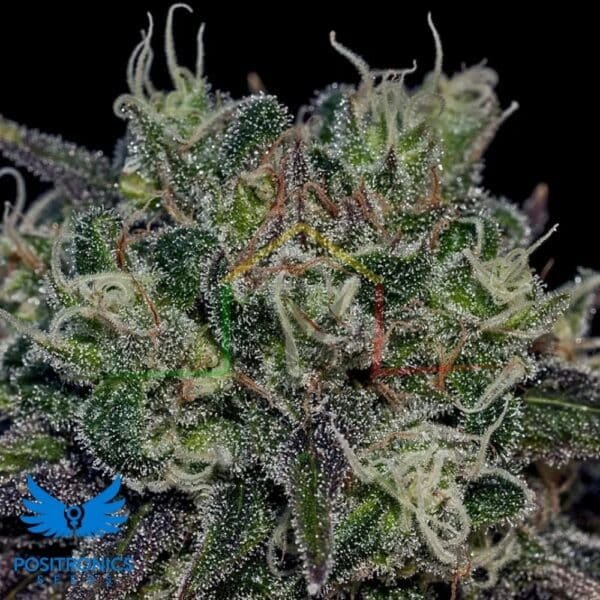 Black Widow - Positronics Seeds