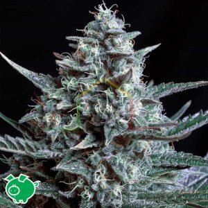 Blubonik - Genehtik Seeds