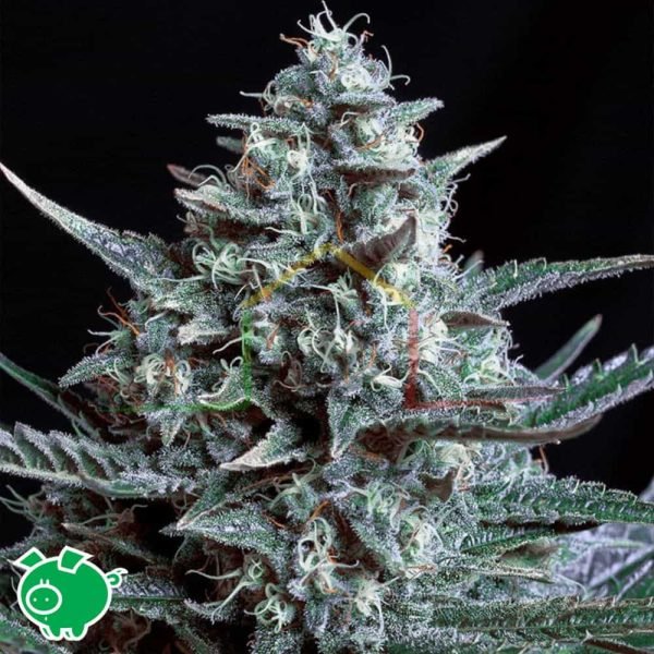 Blubonik - Genehtik Seeds