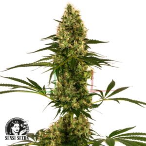 Blue Bullet Auto - Sensi Seeds