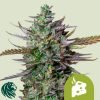 Blue Cheese Automatic - Royal Queen Seeds