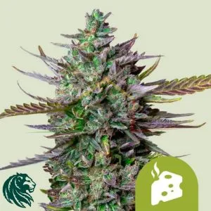 Blue Cheese Automatic - Royal Queen Seeds