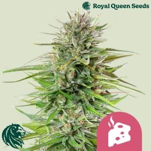 Blue Cheese - Royal Queen Seeds