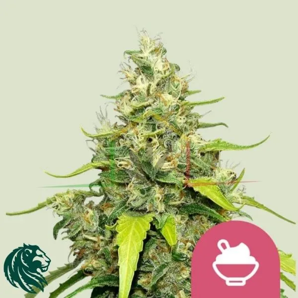Blue Gelato - Royal Queen Seeds