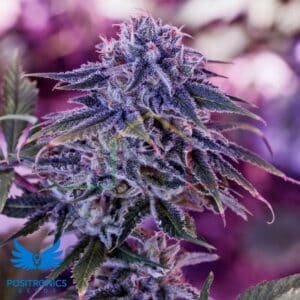 Blue Rhino - Positronics Seeds