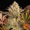 Blue Sunset Sherbet - Barney's Farm