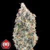 Blueberry Fast - 00 Seeds