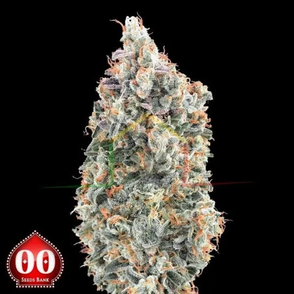 Blueberry Fast - 00 Seeds