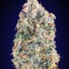 Blueberry Fast - 00 Seeds Bank