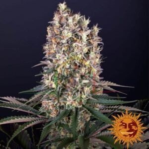 Blueberry OG - Barney's Farm