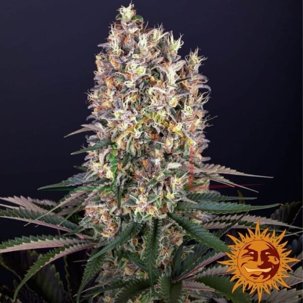 Blueberry OG - Barney's Farm