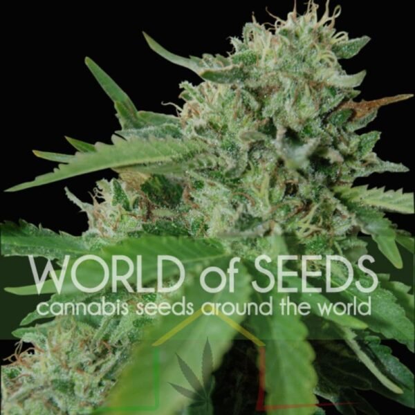 Brazil Amazonia - World Of Seeds