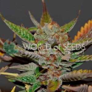 Bubba Haze Regular - World of Seeds