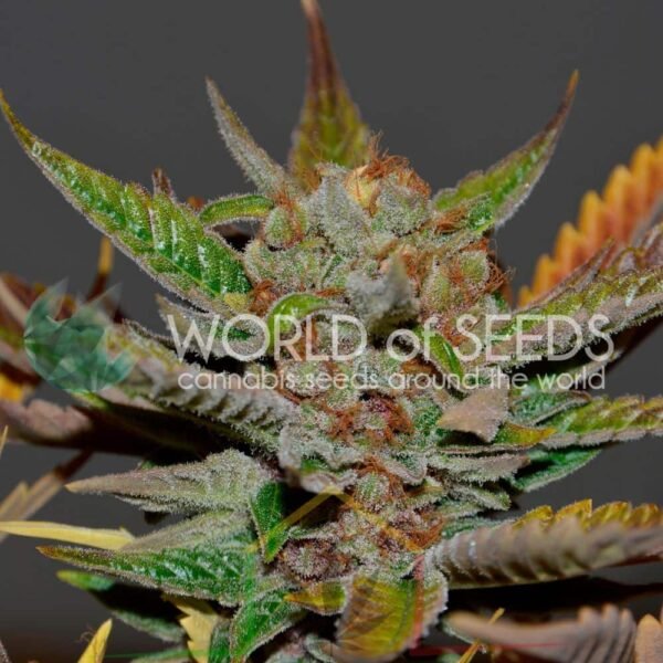 Bubba Haze Regular - World of Seeds