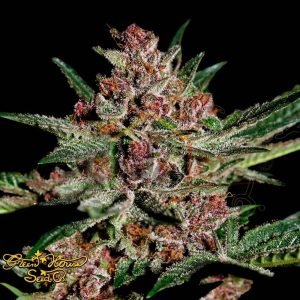 Bubba Kush - Green House Seeds
