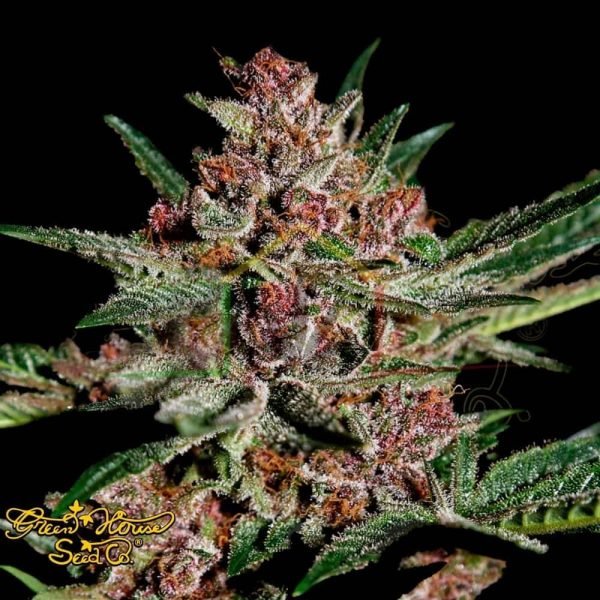 Bubba Kush - Green House Seeds